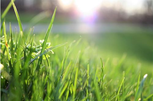 Lawn Mowing Service Lawn Mowing Service