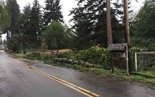 Storm Cleanup Service