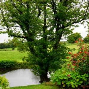 Pruning and Tree Trimming